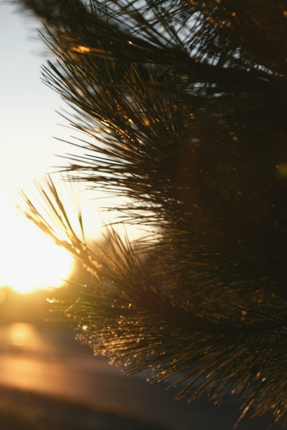 brown plant during golden hour