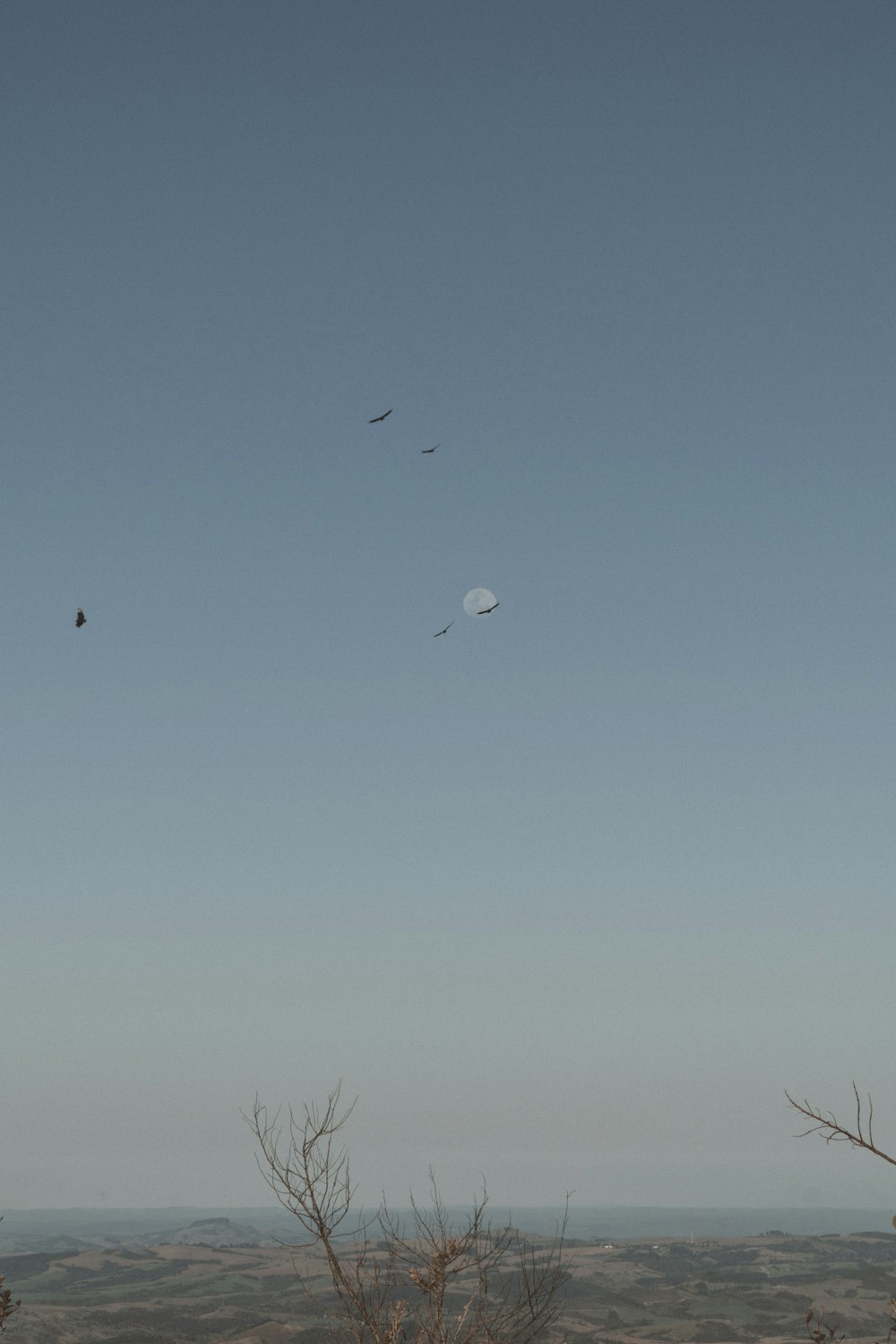 pájaros volando bajo el cielo azul durante el día