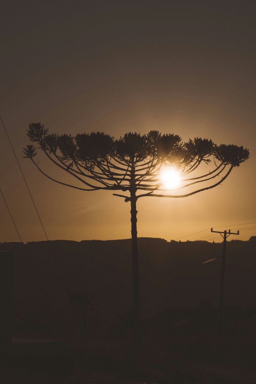 silhouette of trees during sunset