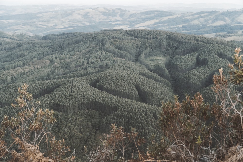 green trees on mountain during daytime