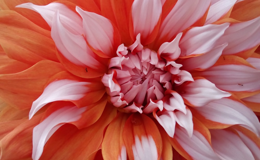 flor rosa y naranja en fotografía de primer plano