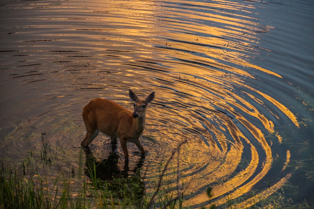 日中の水上の茶色の鹿