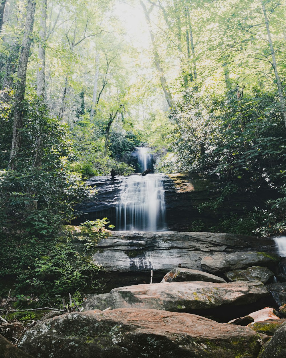 Cascate in mezzo alla foresta durante il giorno