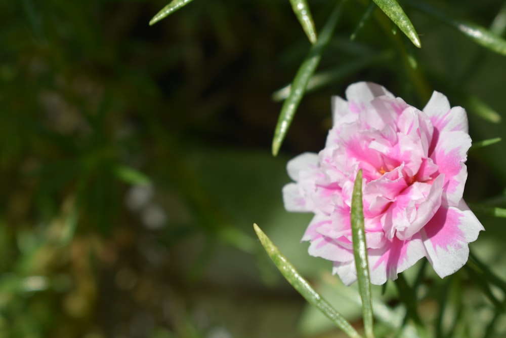 pink flower with green leaves