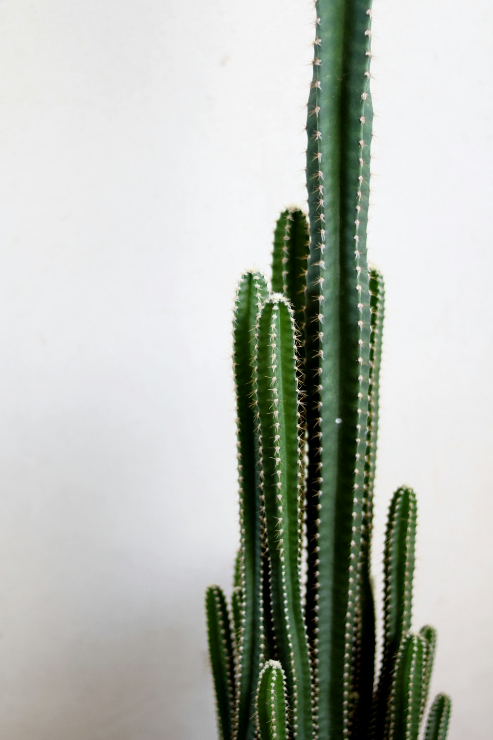 green cactus plant on white surface
