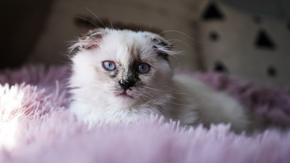 white and brown cat on pink textile