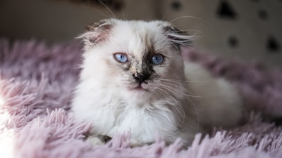 A fluffy cat with striking blue eyes lounges on a soft, pink shaggy rug. The cat has a mix of white and grayish-brown fur, with a slightly disheveled look. The background is blurred, keeping the focus on the cat's serene expression.