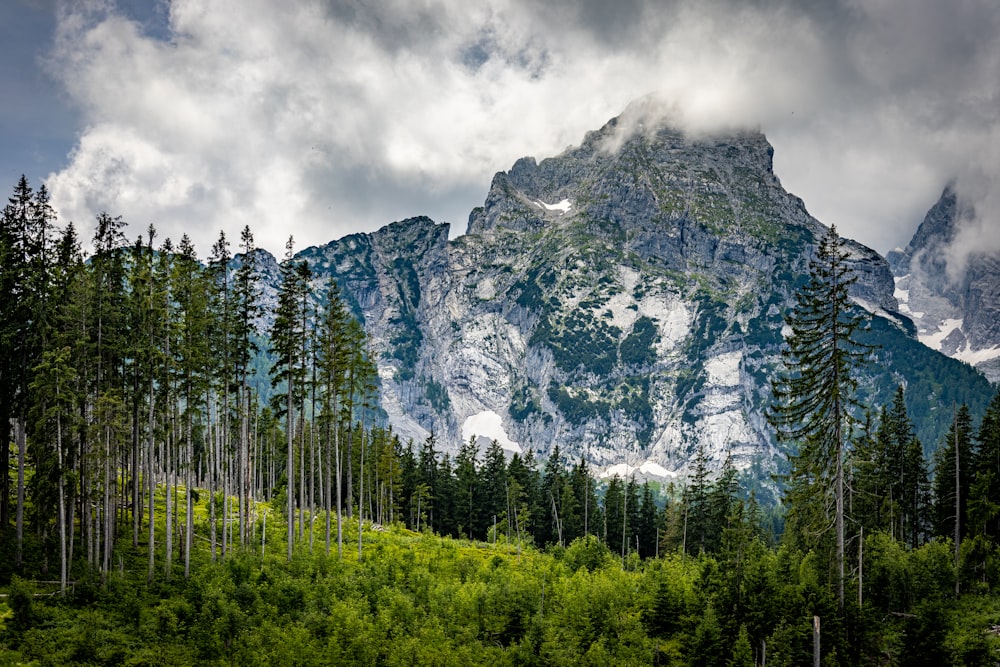 green trees near mountain under cloudy sky during daytime