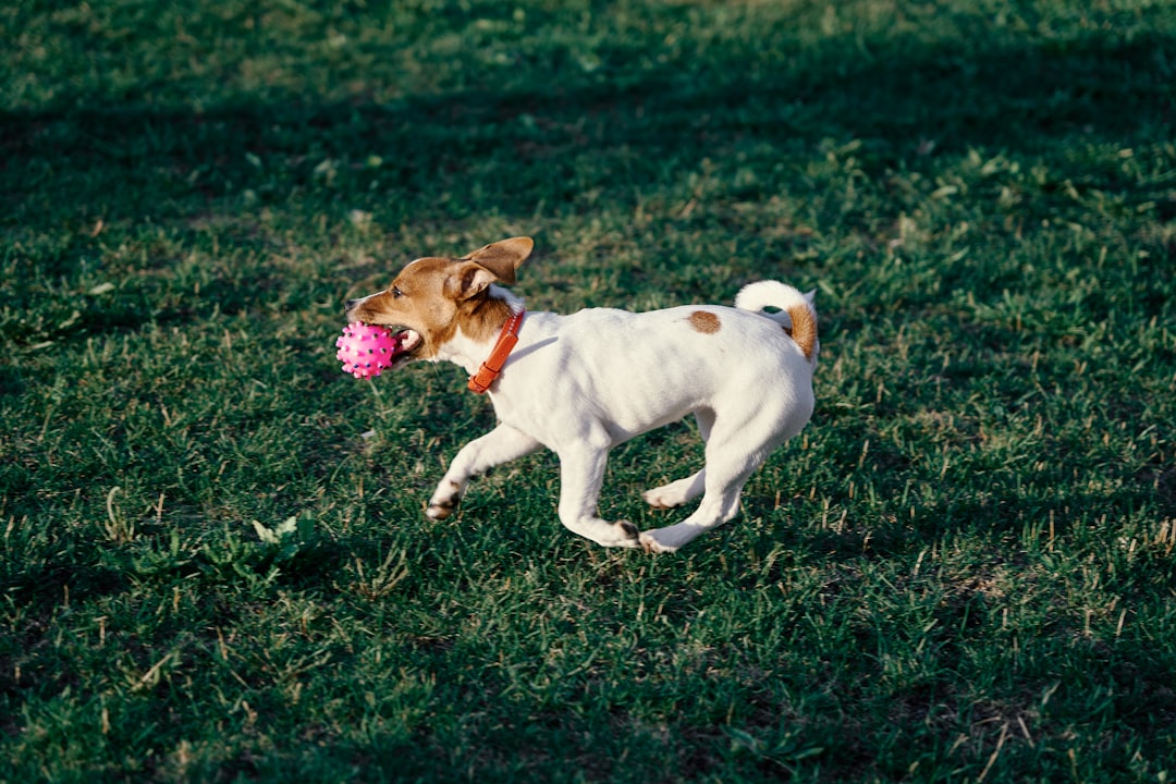 white and brown short coated dog on green grass field during daytime