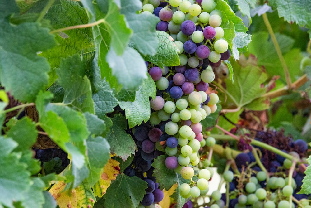 green and purple grapes on green leaves