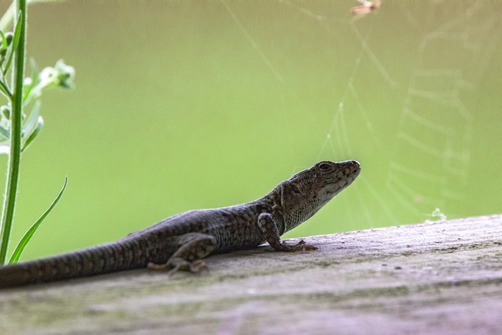 black and white lizard on white wooden plank