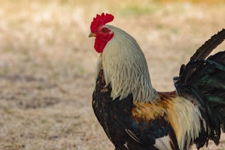 A Cockerel