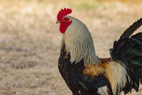 A Cockerel