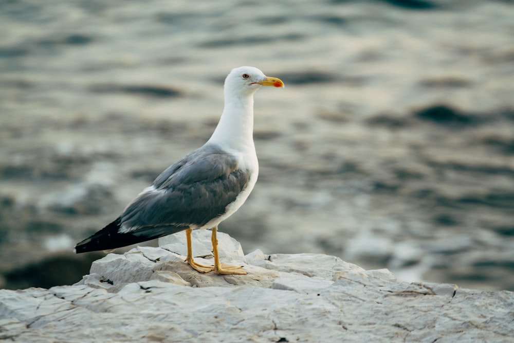 white and black bird on brown rock