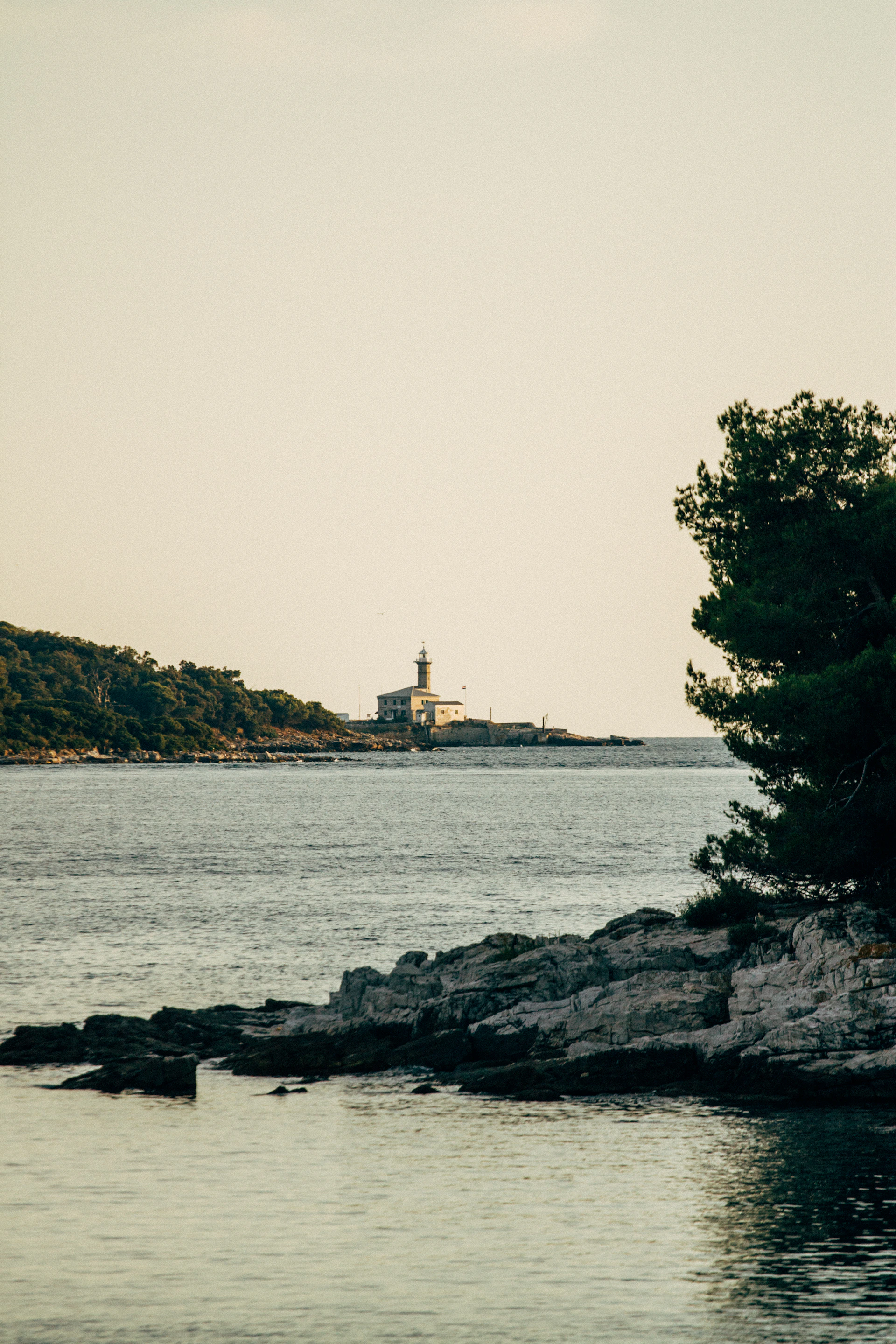 green trees on rocky shore during daytime
