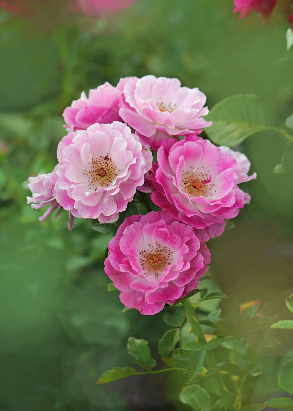 pink flowers in tilt shift lens