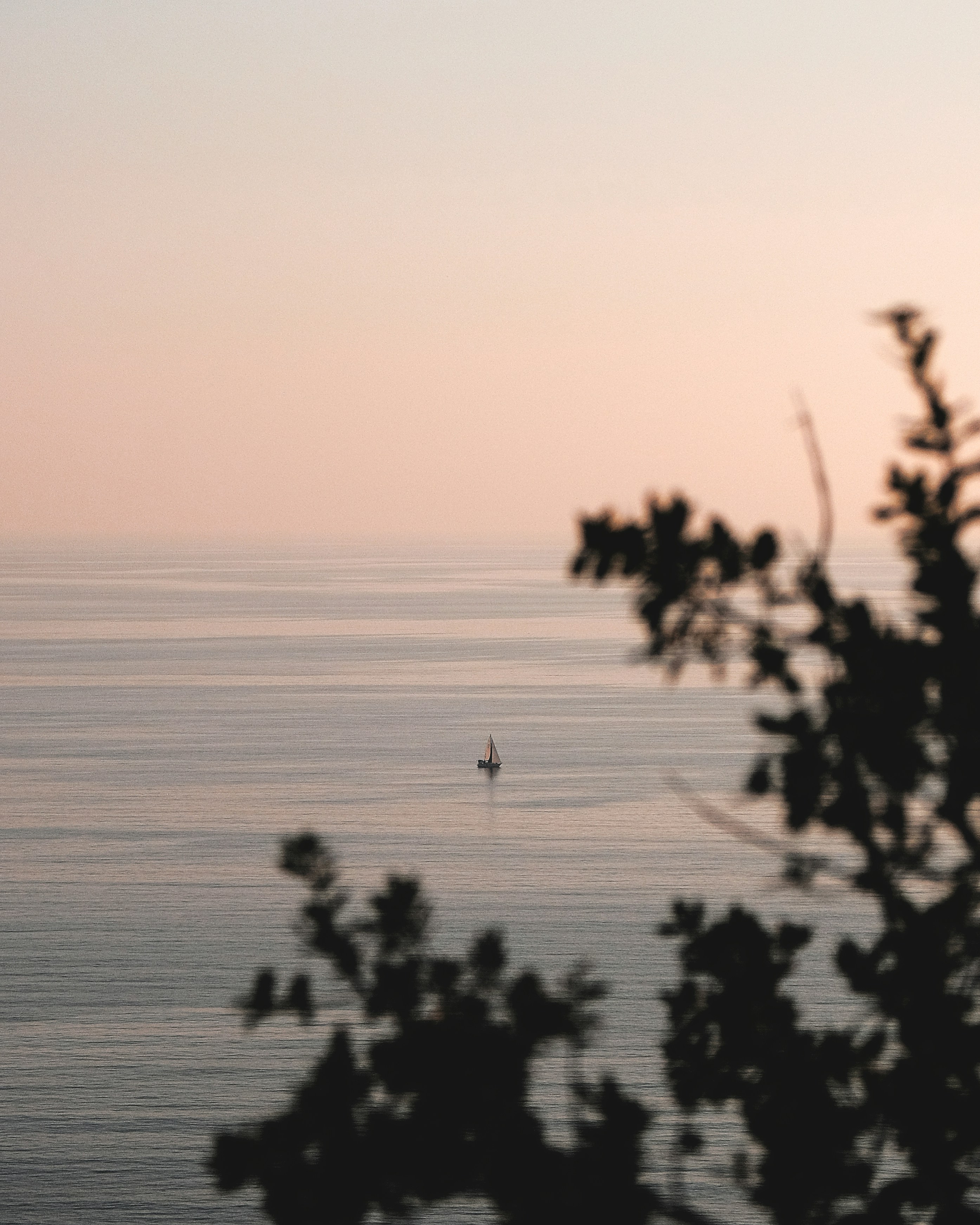 silhouette of trees near body of water during daytime