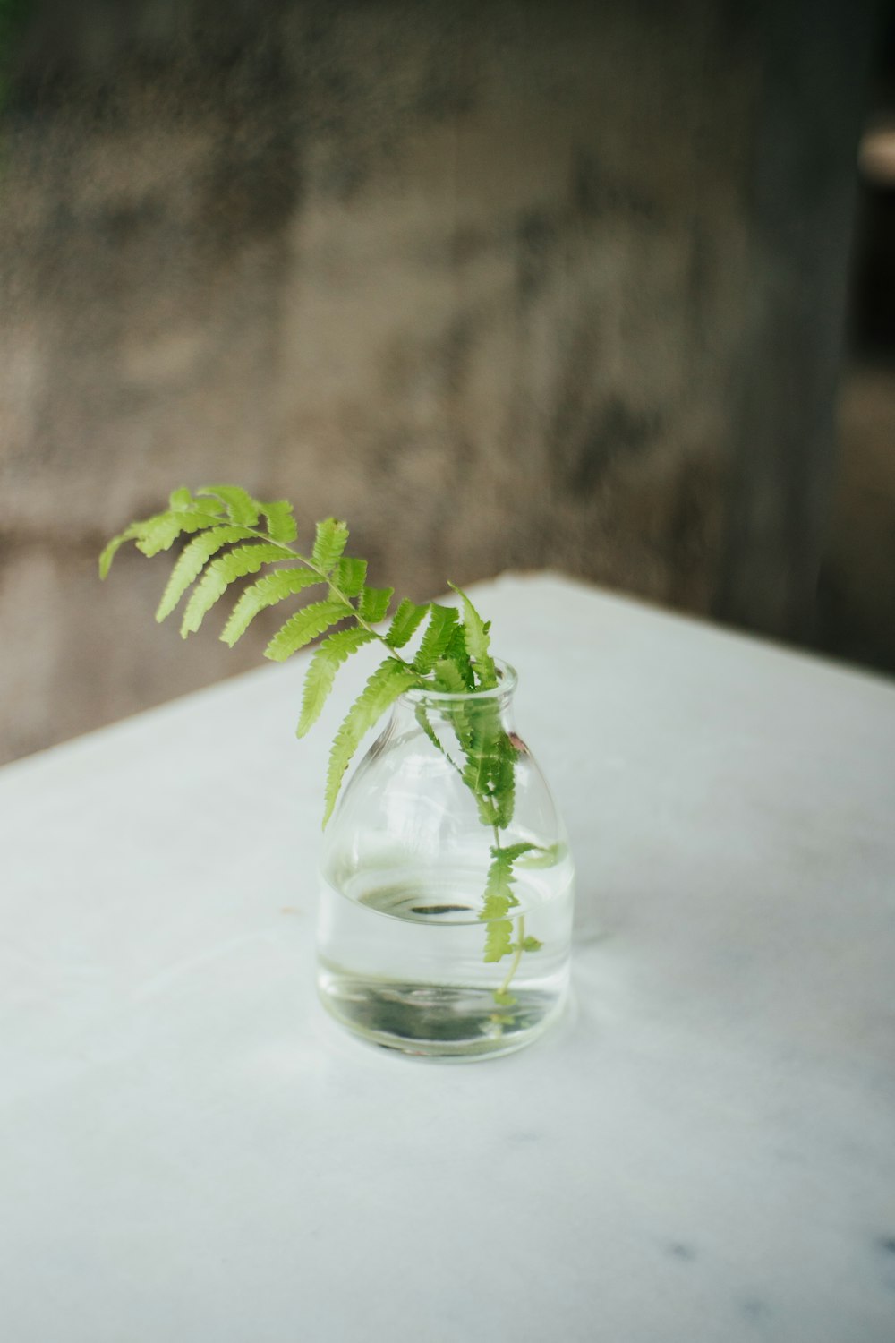 투명 유리 항아리에 녹색 식물