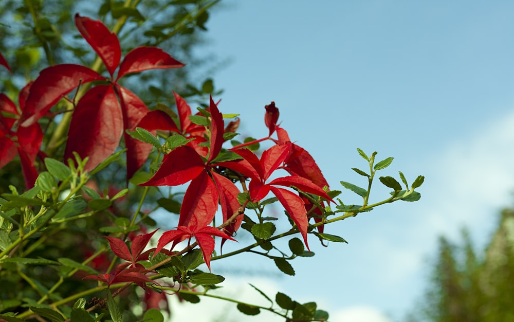 red flower with green leaves