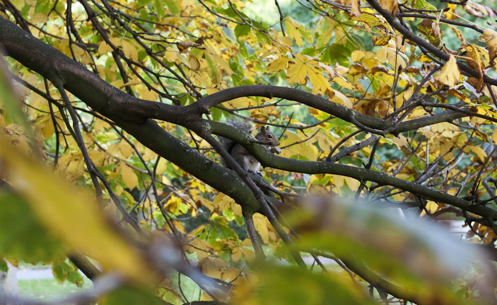 green and yellow leaves on tree branch