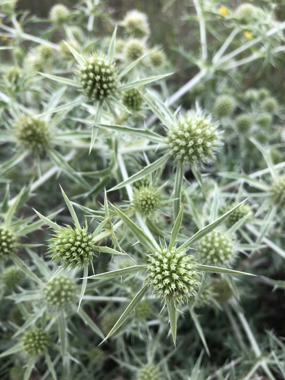 緑と白の花のつぼみ