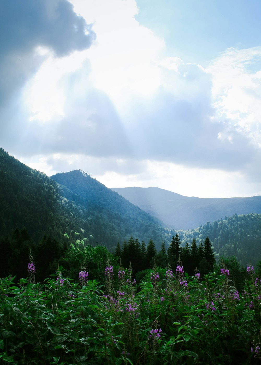 purple flower field near green mountains under white clouds during daytime