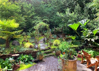 green plants on brown clay pots