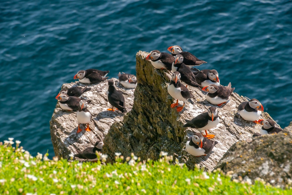 group of penguins on rocky shore during daytime