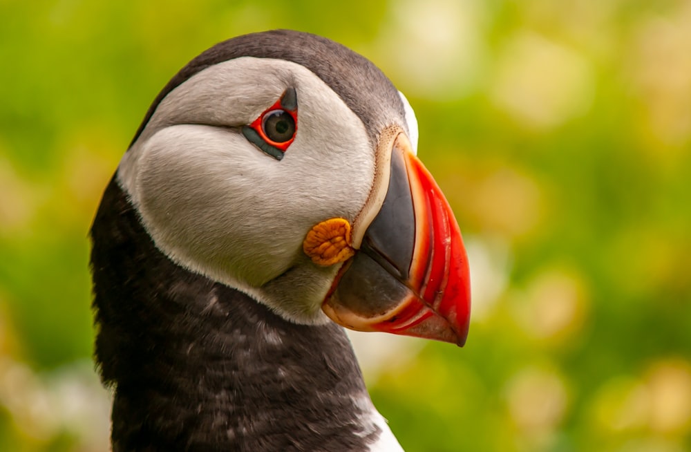 black and white bird with red beak