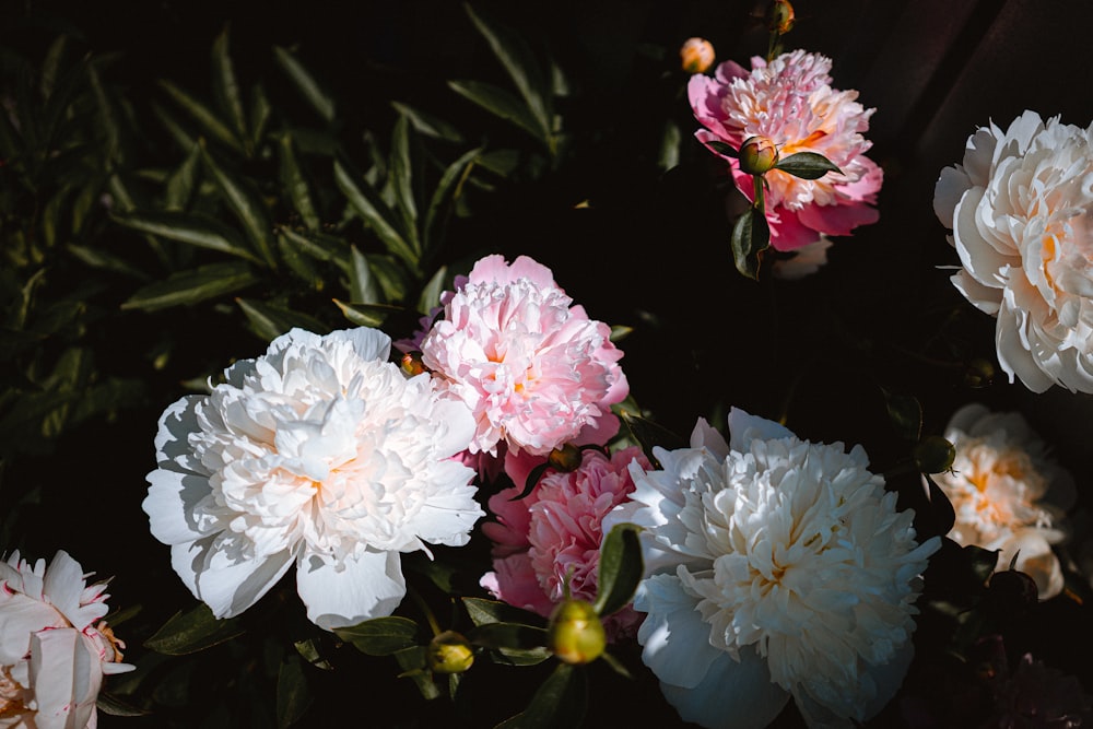 fiori bianchi e rosa con foglie verdi