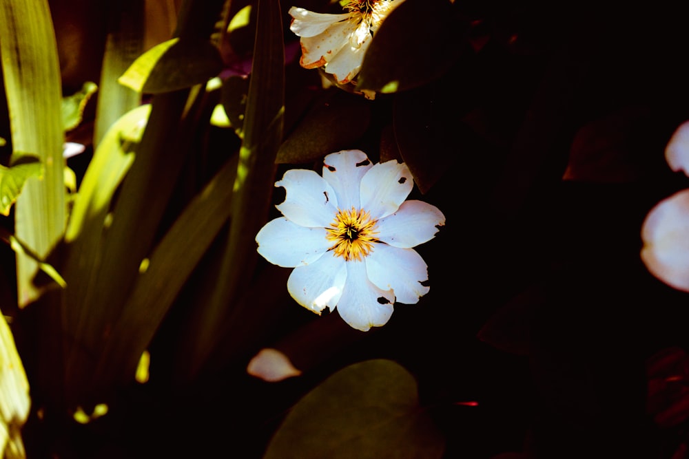 white flower in macro shot