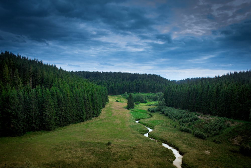 green pine trees under blue sky during daytime