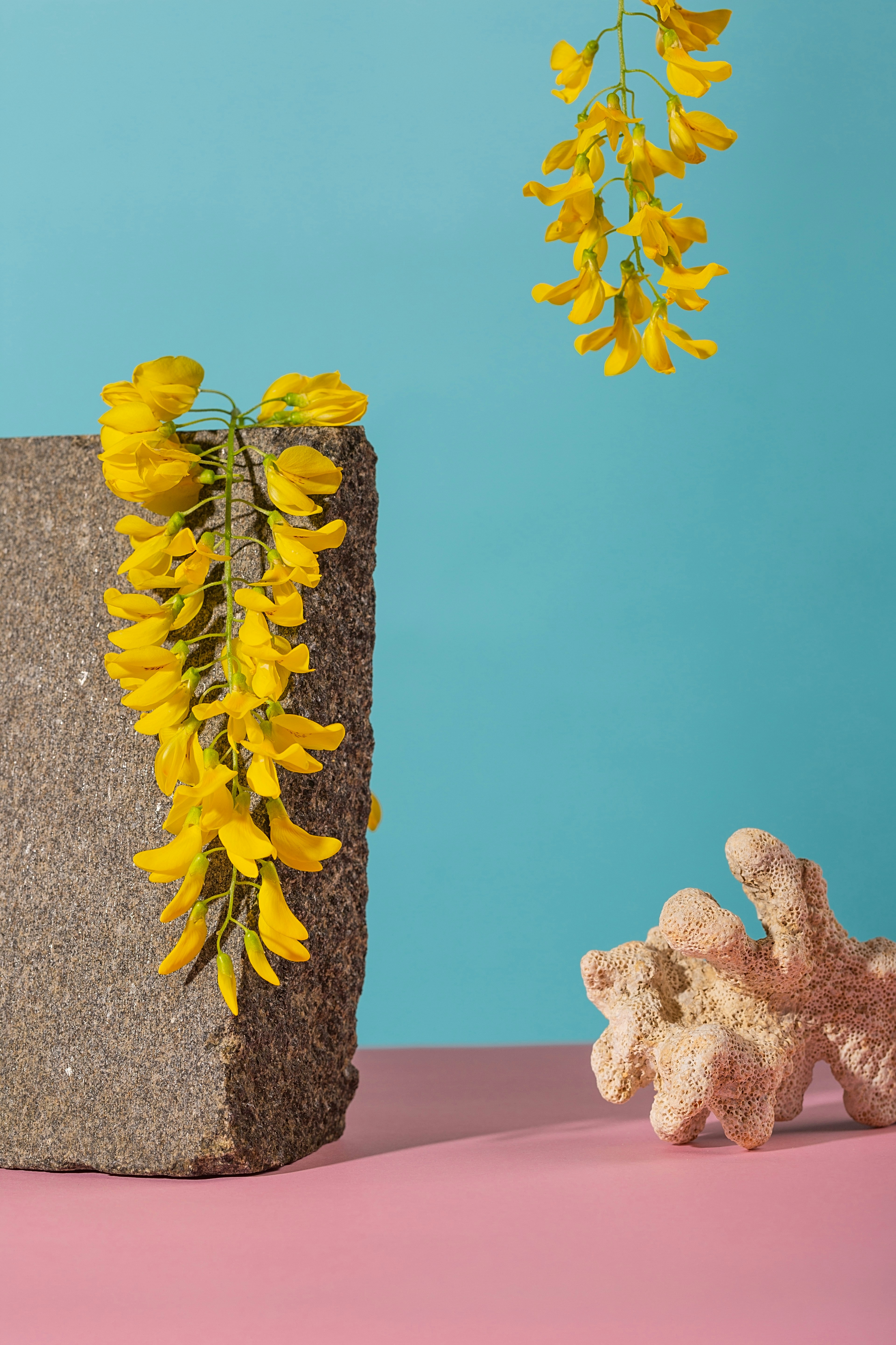 yellow flowers on gray rock