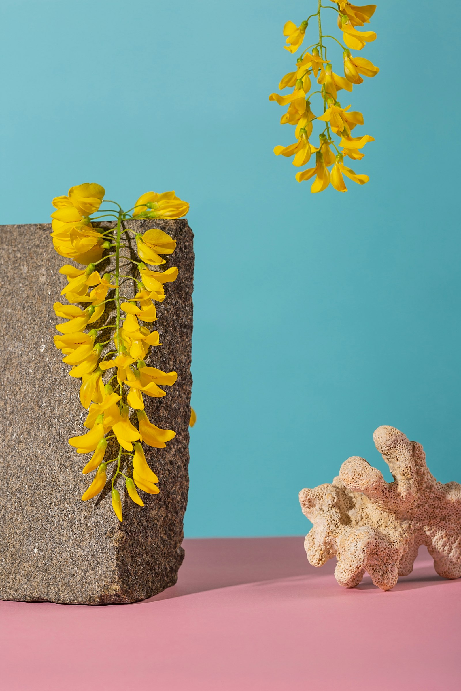 Canon EOS 5D Mark III + Canon EF 100mm F2.8L Macro IS USM sample photo. Yellow flowers on gray photography