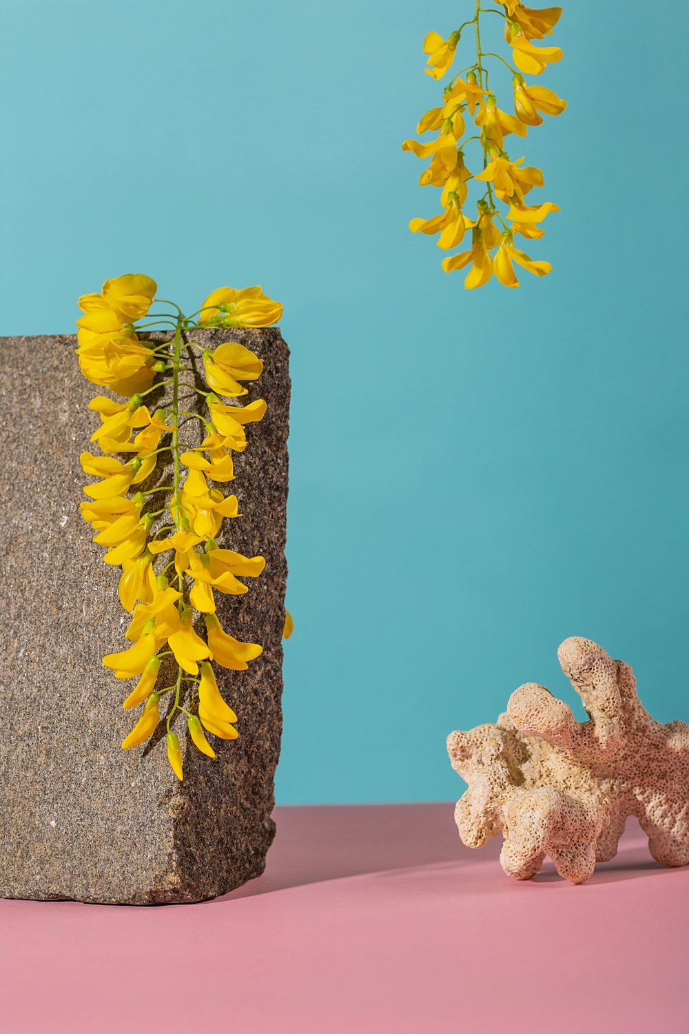 yellow flowers on gray rock