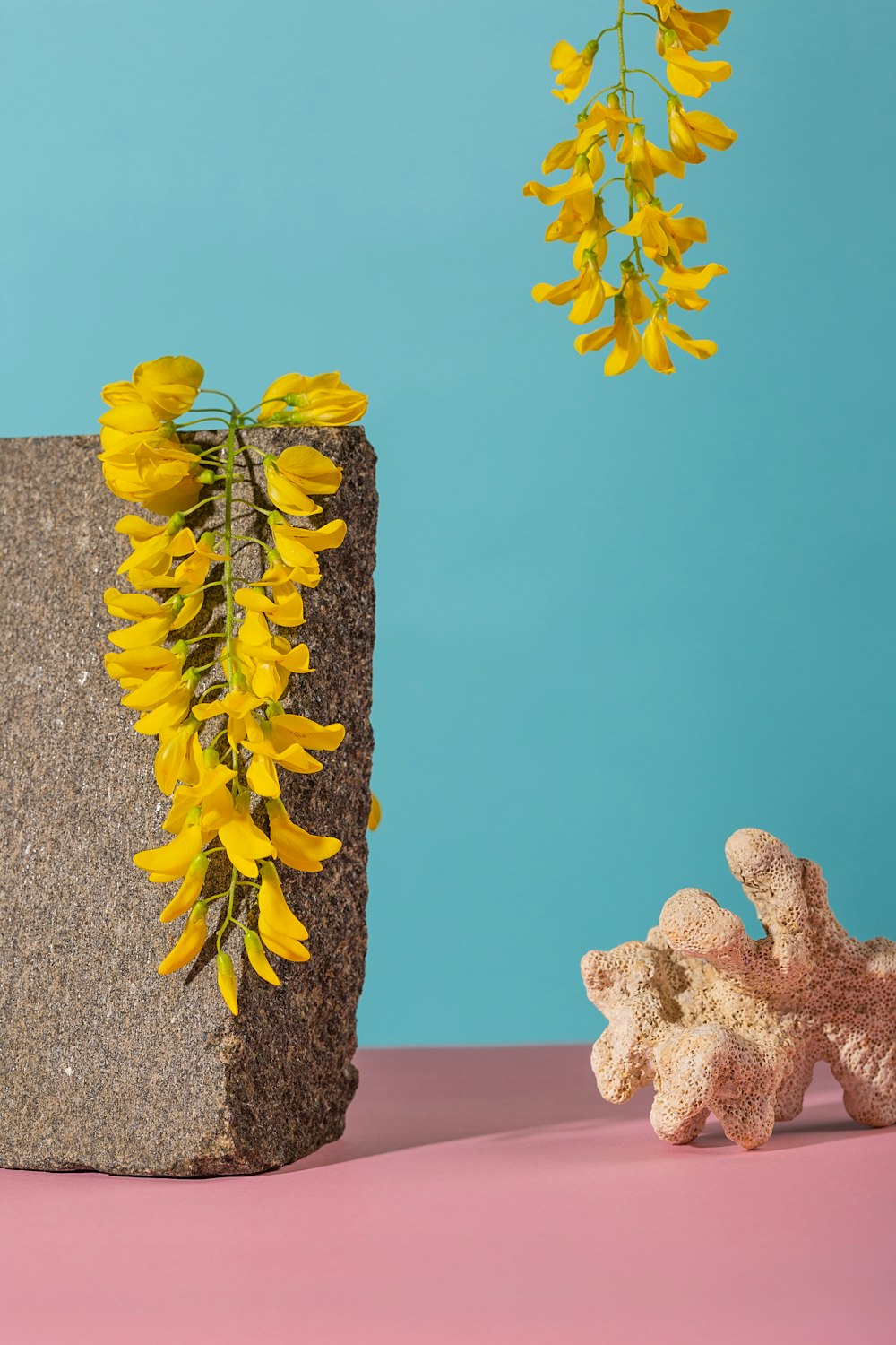 fiori gialli su roccia grigia