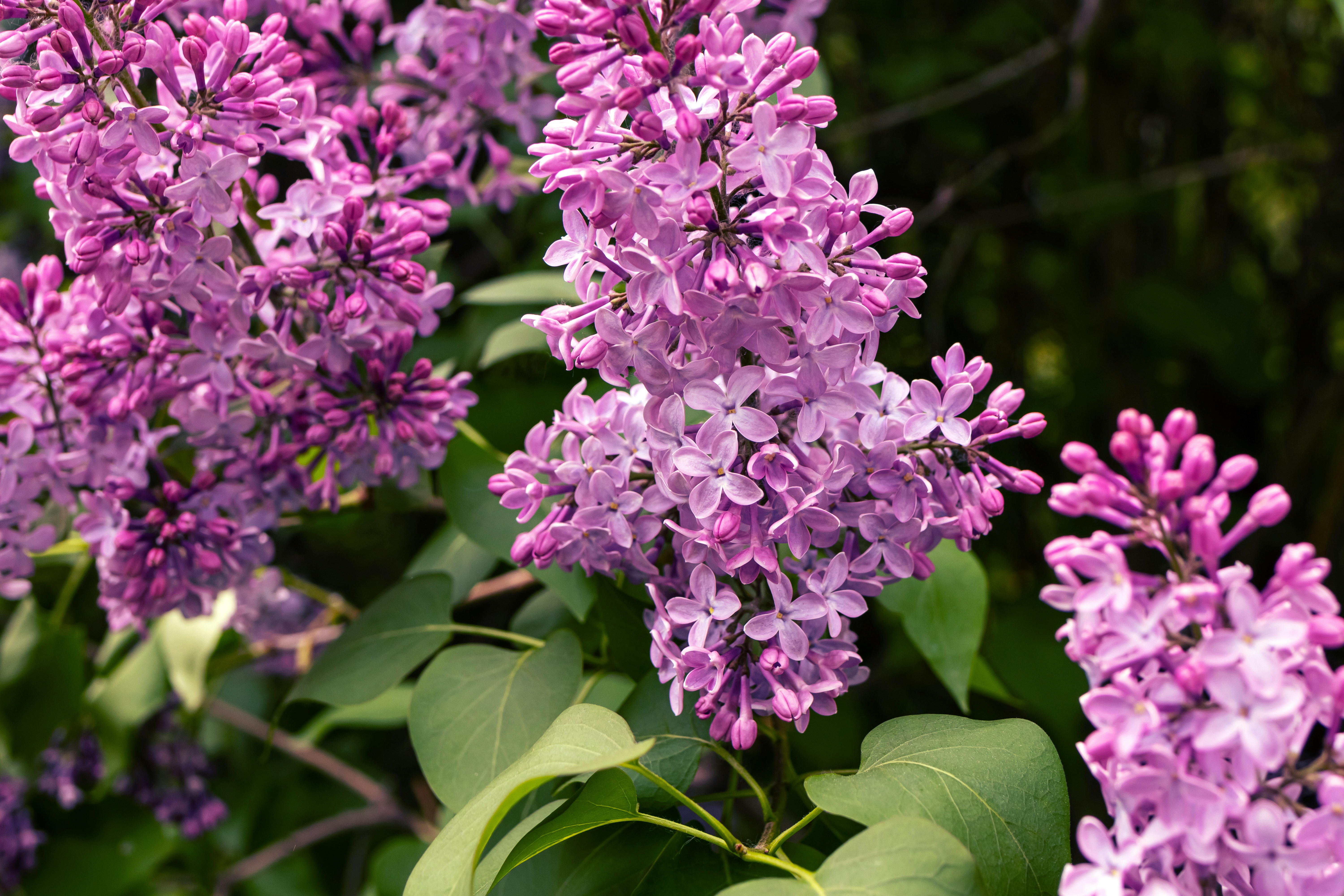 purple flowers with green leaves