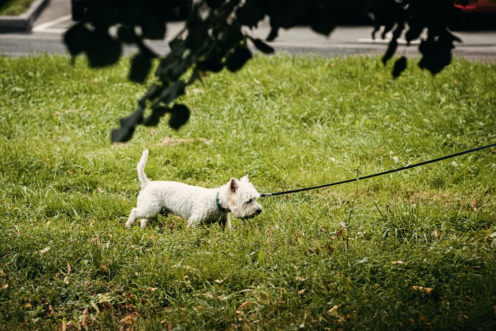 white long coat small dog with black leash on green grass field during daytime