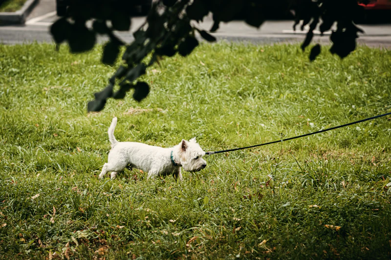 Preparing Your Home for a New Puppy