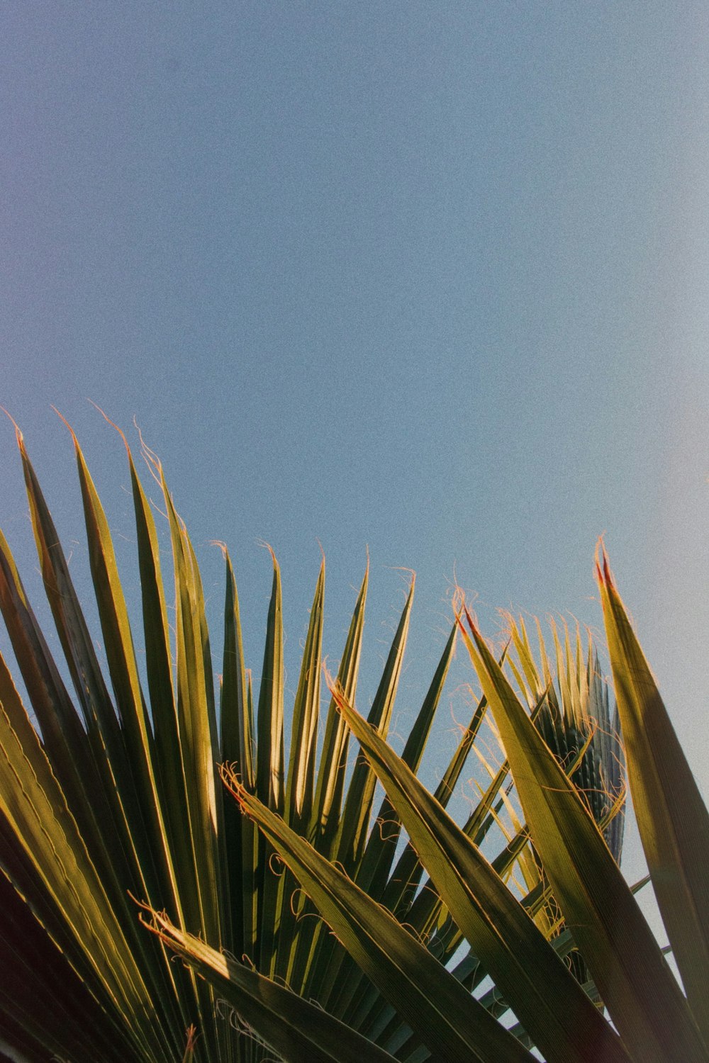 Palmera verde bajo el cielo azul durante el día