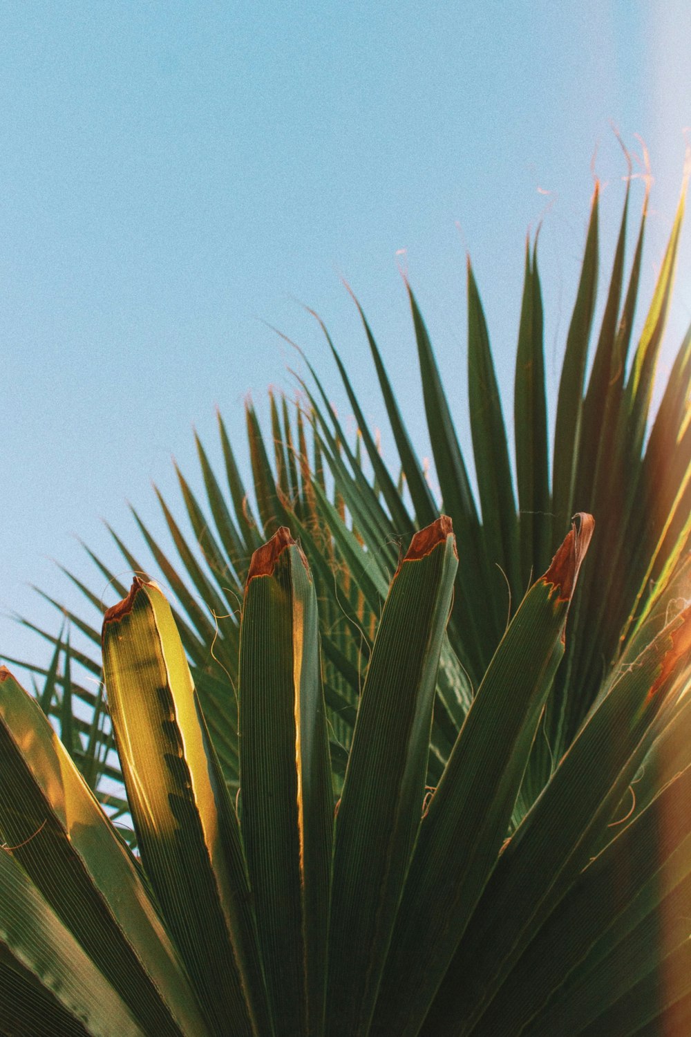 green plant under blue sky during daytime