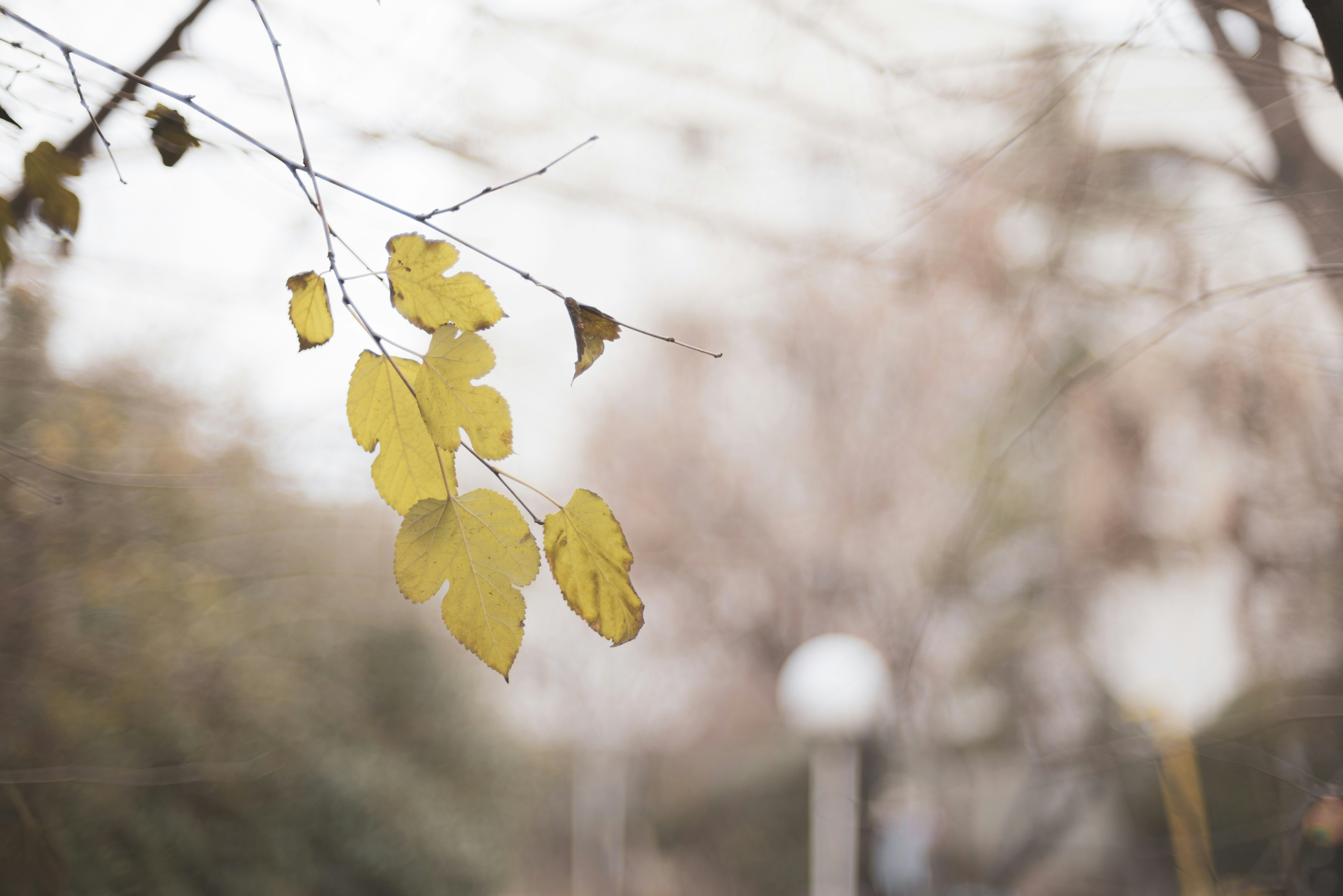 feuilles jaunes sur branche d’arbre brun