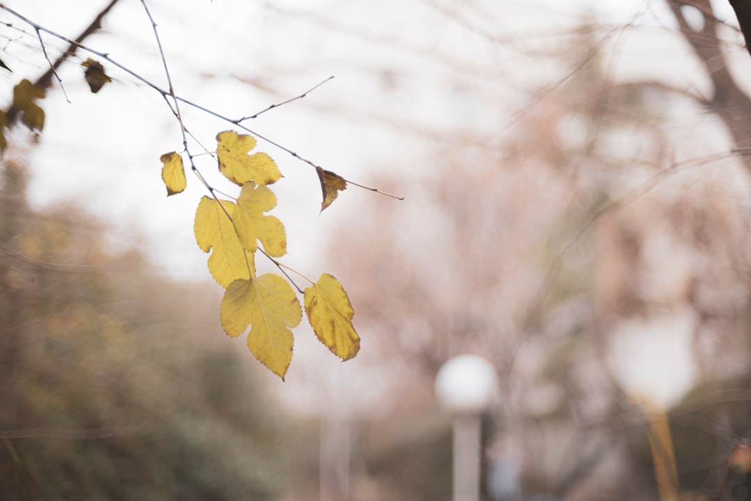 yellow leaves on brown tree branch