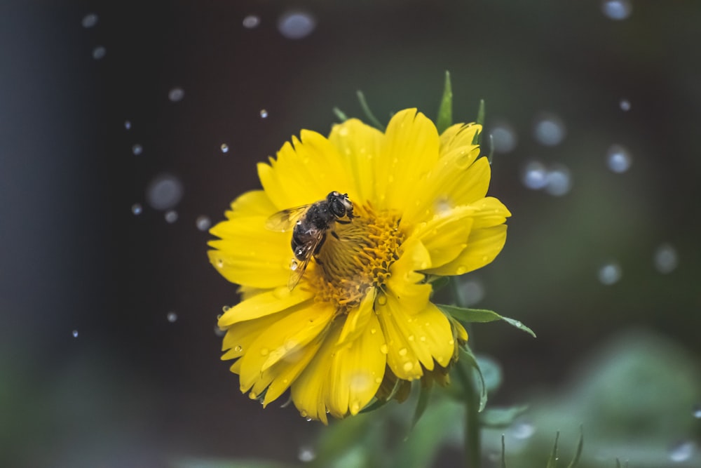 yellow and black bee on yellow flower