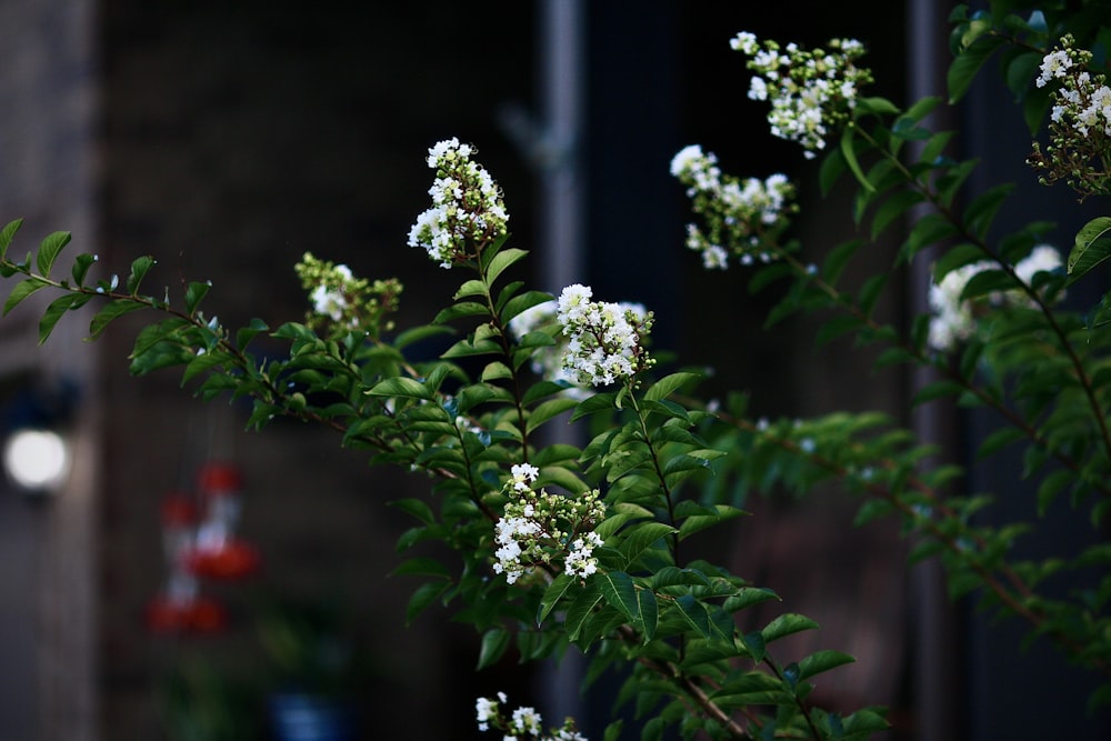 white flowers with green leaves