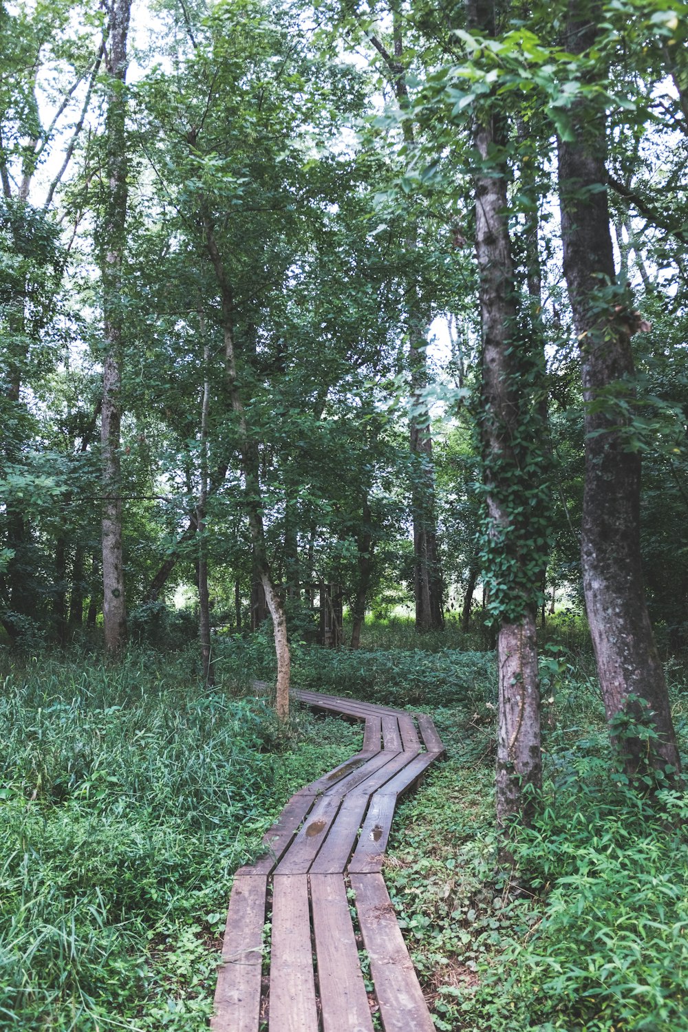 braune Holzbank tagsüber umgeben von grünem Gras und Bäumen