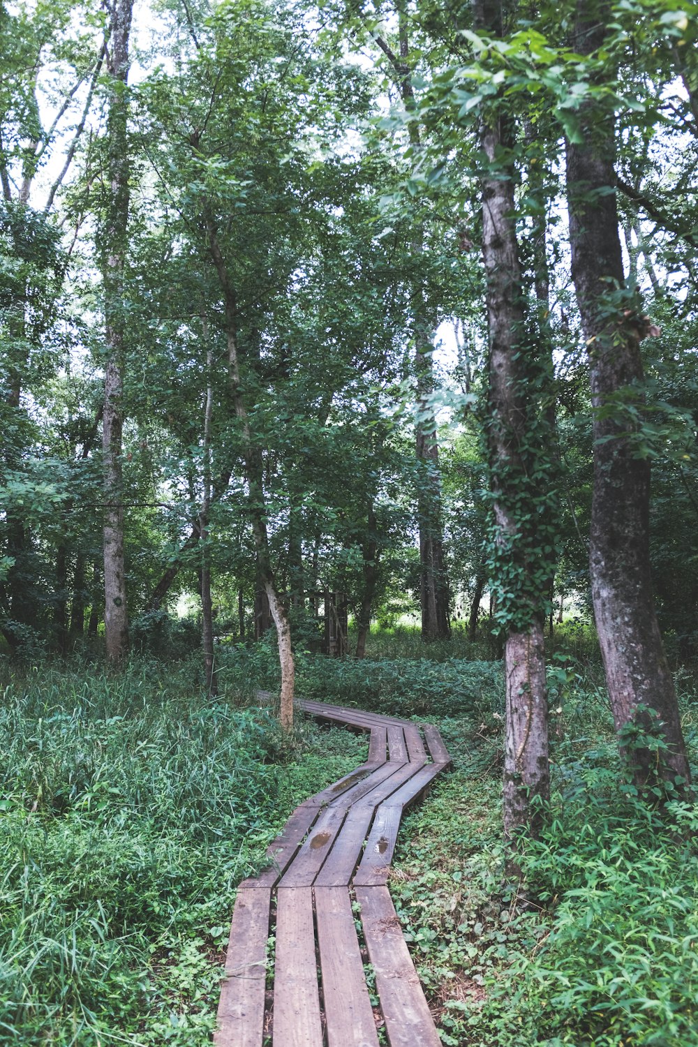 banc en bois brun entouré d’herbe verte et d’arbres pendant la journée