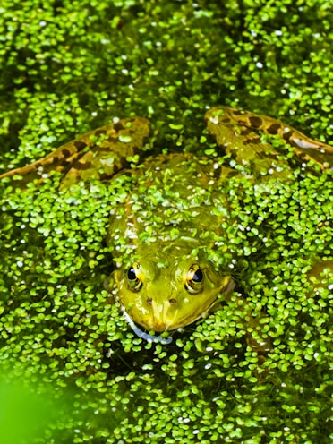 A fully grown frog