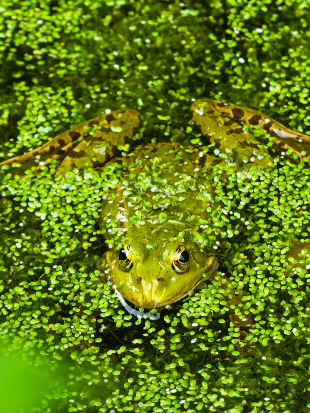 brown and black frog on green water
