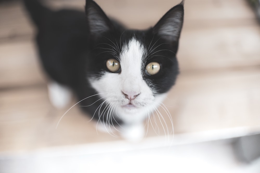 black and white cat on white floor